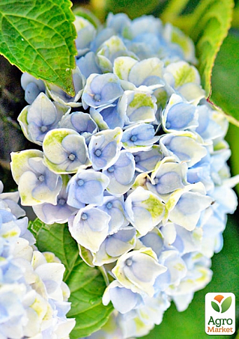 LMTD Гортензия macrophylla "Magical Revolution Blue" 5-и летняя (высота 45-55см) - фото 3