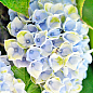 LMTD Гортензия macrophylla "Magical Revolution Blue" 5-и летняя (высота 45-55см) цена