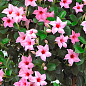 Дипладения (Mandevilla) "Classic Cream Pink" (цветущая лиана)