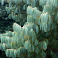 Сосна Кедровая "Арманда" (Pinus Armandii) C1.5, высота 30-40см