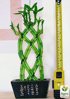 LMTD Бамбук Сандера "Dracaena sanderiana" (высота 20-30см)22