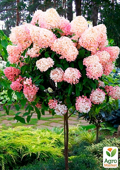Гортензия метельчатая на штамбе "Living-Raspberry Pinky" высота 70-100см1
