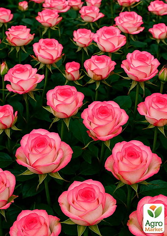 Роза чайно-гибридная "Джамиля" (саженец класса АА+) высший сорт - фото 2