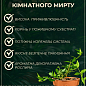 Мирт варієгатний кімнатний «Tarentina» вазон р-9 купить