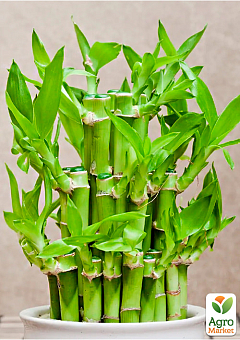 LMTD Бамбук Сандера "Dracaena Steps" (висота 20-30см)10