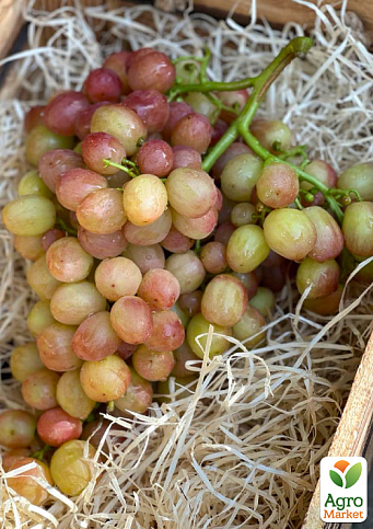 Виноград "Смешарики" (крупный, сочный ярко выраженный мускат) - фото 6