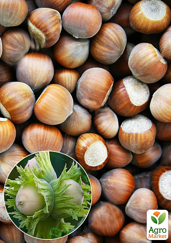 Фундук (In vitro) «Тонда Романа» (итальянский, высокоурожайный, средний сорт)