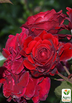 Троянда грунтопокривна "Red Velvet"2