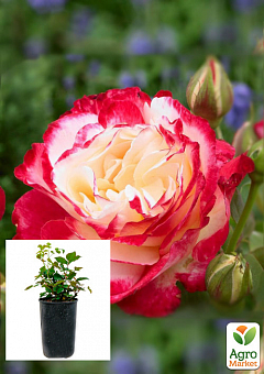 Троянда в контейнері чайно-гібридна "Double Delight" (саджанець класу АА+) 1