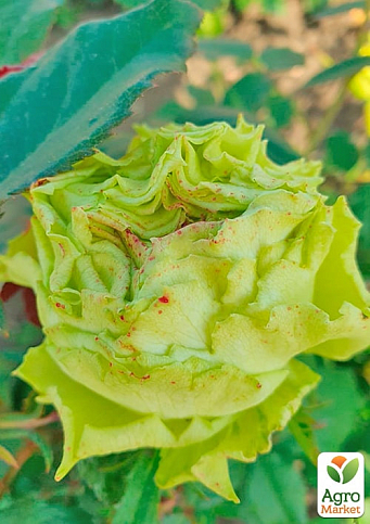 Роза чайно-гибридная "Лимонад" (саженец класса АА+) высший сорт - фото 3