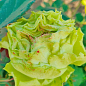 Роза чайно-гибридная "Лимонад" (саженец класса АА+) высший сорт цена