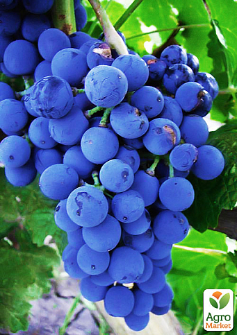 Виноград "Рубін Голодригі" (винний сорт, середньопізній термін дозрівання)