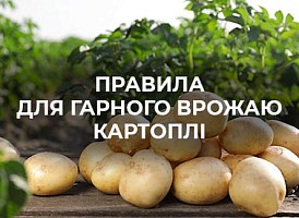 Вирощування і правильний догляд за картоплею - корисні статті про садівництво від Agro-Market