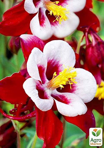Аквилегия "Crimson Star" 1 шт в упаковке - фото 5