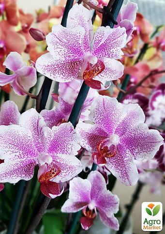 Орхідея (Phalaenopsis) "Amsterdam" висота 60-70см