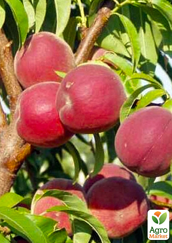 Эксклюзив! Гибрид слива-персик "Инка"