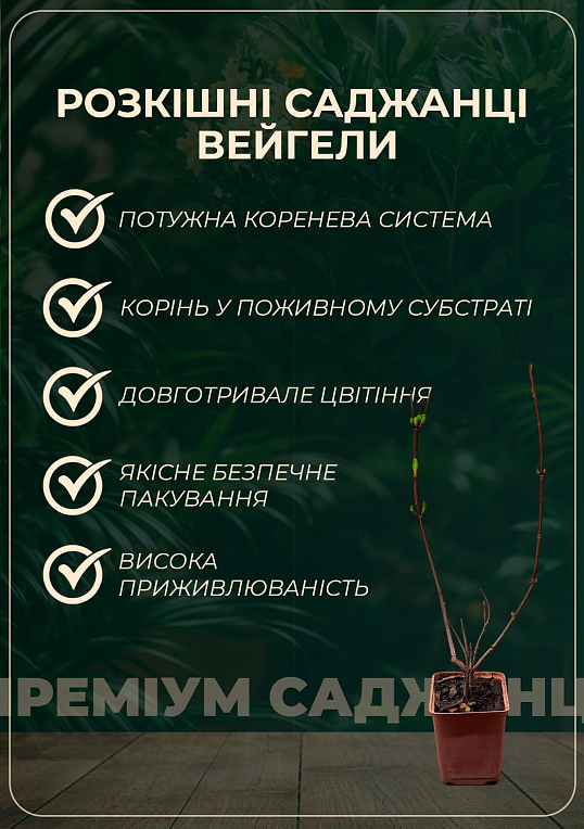 Вейгела "Brigella" (Пестролистная) - фото 3