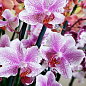 Орхідея (Phalaenopsis) "Amsterdam" висота 60-70см