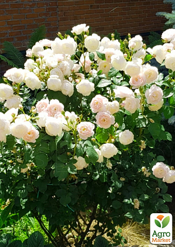 Троянда шрабова "Дездемона" (саджанець класу АА+) вищий сорт - фото 2