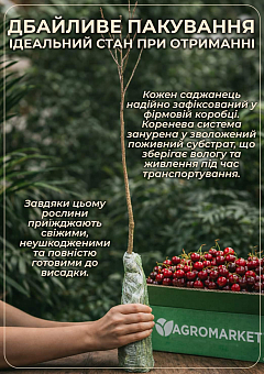 Вишня "Афродіта" (літній сорт, середній термін дозрівання)30