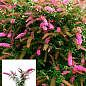 Буддлея Давида 2х летняя "Pink Delight" С2