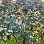 Калина вечнозеленая морщинистая (Viburnum rhytidophyllum) купить