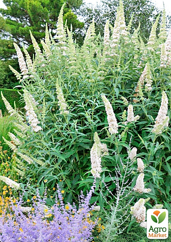 Буддлея Давида "White Profusion" - фото 2