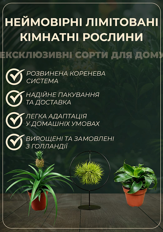 LMTD Сансевиерия "Comet Kichaka" высота растения 15-25см - фото 2