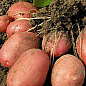Картопля "Розалінд" насіннєва рання (1 репродукція) 1кг