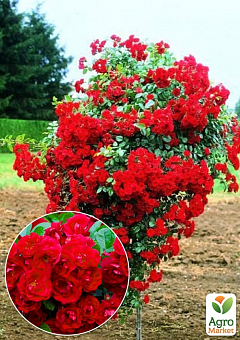 Окулянти Троянди на штамбі «Red Cascade»2