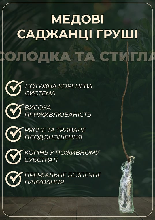 Груша "Ноябрська" (ранньозимовий сорт, пізній термін дозрівання) - фото 2