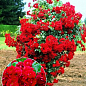 Окулянты Розы на штамбе «Red Cascade»