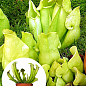 Саррацения (Sarracenia)