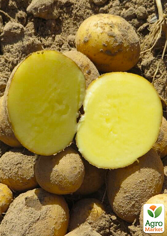 Картопля "Орла" насіннєва рання (1 репродукція) 1кг - фото 2