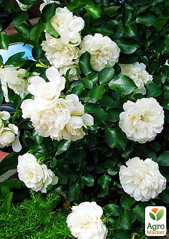 Роза почвопокровная "Вайт мейланд" (саженец класса АА+) высший сорт NEW2