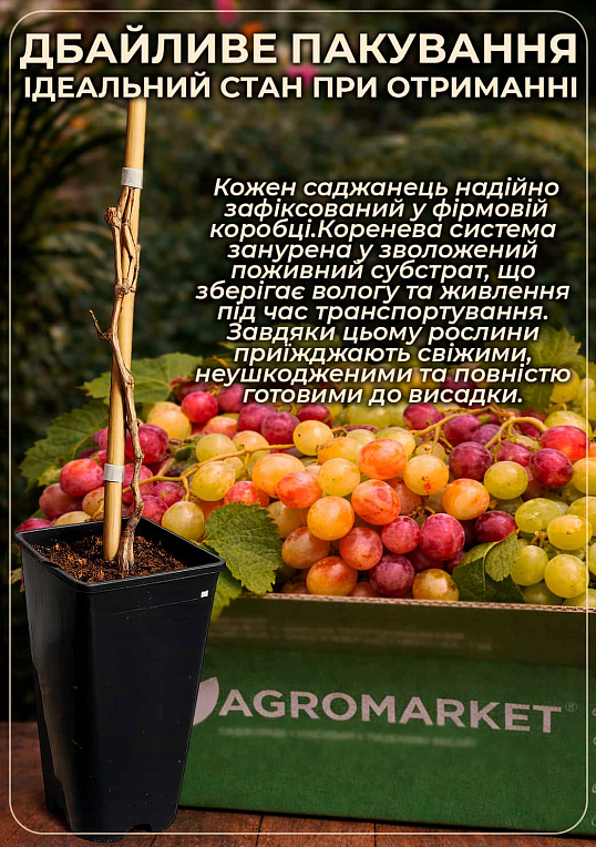 Виноград столовый "Алвика" (укорененный саженец в контейнере) - фото 3