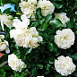 Троянда грунтопокривна "Вайт мейланд" (саджанець класу АА +) вищий сорт NEW