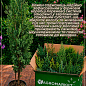 Кипарисовик Лавсона "Ivone" (контейнер Р9, висота 8-10см) цена