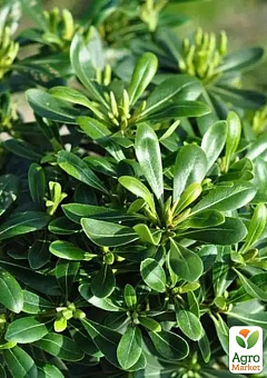 Лавр Австралійський "Pittosporum Tobira" (вічнозелений, високі декоративні якості)6