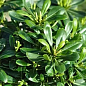 Лавр Австралийский "Pittosporum Tobira" (вечнозеленый, высокие декоративные качества) купить