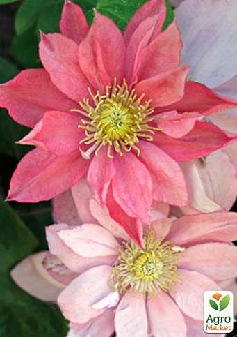 Клематис "Little Mermaid" - фото 8