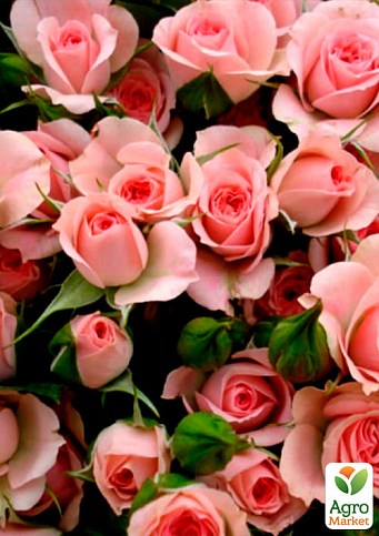 Троянда дрібноквіткова (спрей) "Грація рожева" (саджанець класу АА +) вищий сорт - фото 2