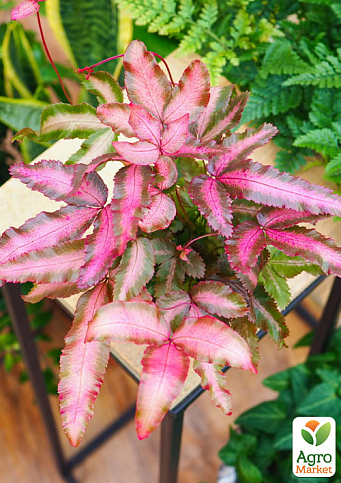 Птерис Критский "Make-up Pink" - фото 6