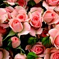 Троянда дрібноквіткова (спрей) "Грація рожева" (саджанець класу АА +) вищий сорт купить