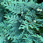 Кипарисовик Лавсона "Columnaris" (ком/сетка) высота 120-140см