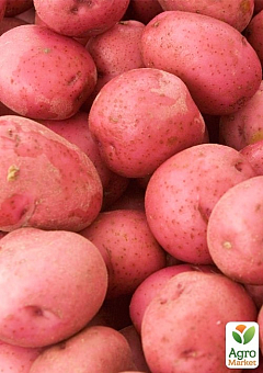 Картопля "Фортуна" насіннєва середньорання (1 репродукція) 1кг22
