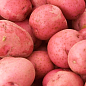 Картопля "Фортуна" насіннєва середньорання (1 репродукція) 1кг купить