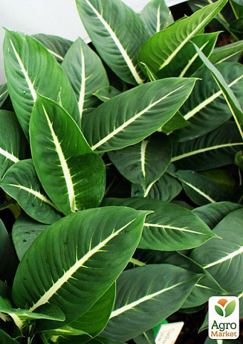 Диффенбахія зелена магія "Dieffenbachia Green Magic" дм 12 см вис. 45 см