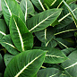 Диффенбахія зелена магія "Dieffenbachia Green Magic" дм 12 см вис. 45 см