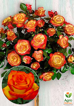 Роза штамбовая "Колибри" (саженец класса АА+) высший сорт1